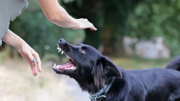 Black dog baring teeth with open mouth facing a person's outstretched hands outdoors.