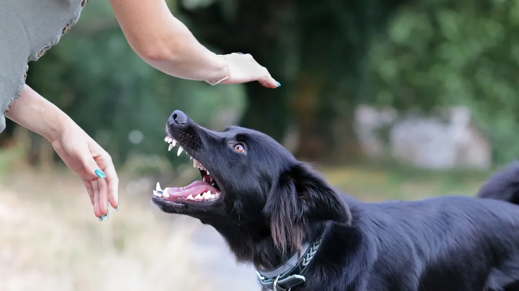 Black dog baring teeth with open mouth facing a person's outstretched hands outdoors.